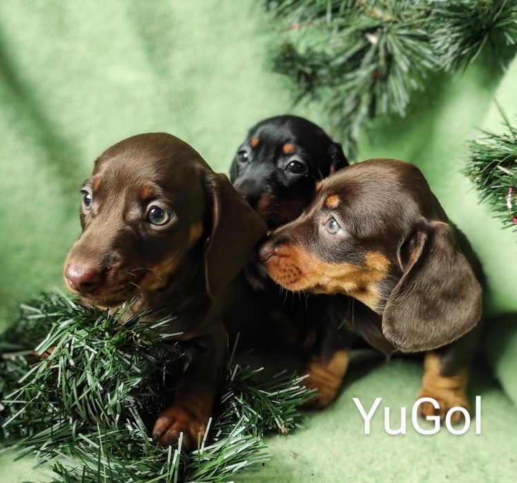 Цуценята КСУ-FCI