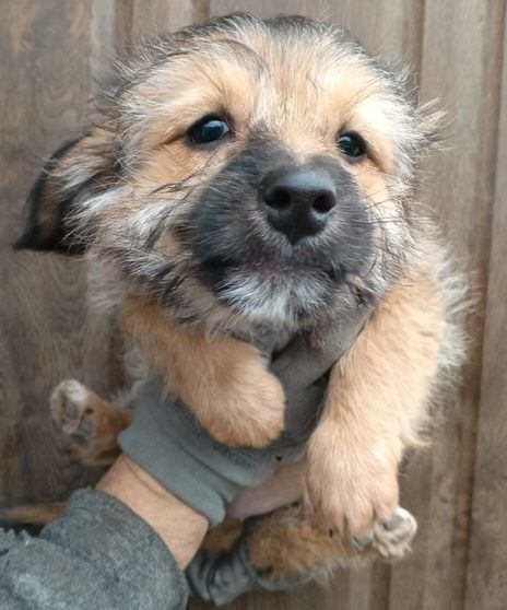 Чудові, розумні,  тихі , маленькі цуцнята розумної мами , 2 порди в 1