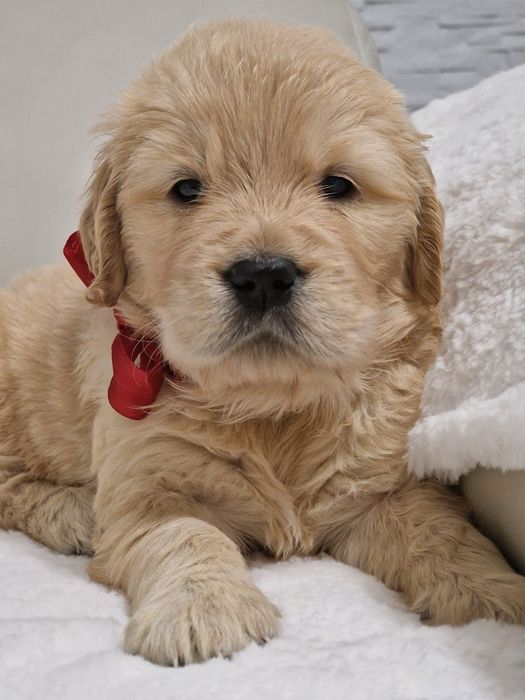 Golden Retriever szczeniak fci zkwp szkolenie gratis