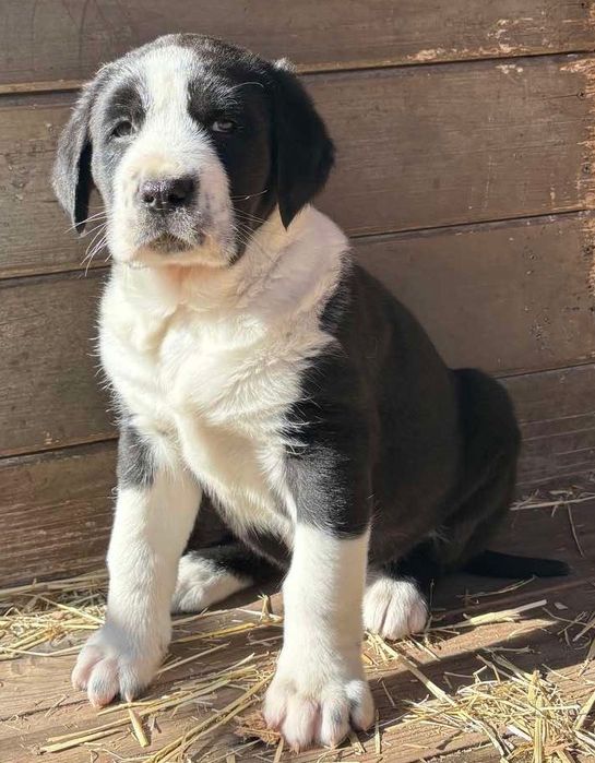 Щенки Среднеазиатской Овчарки