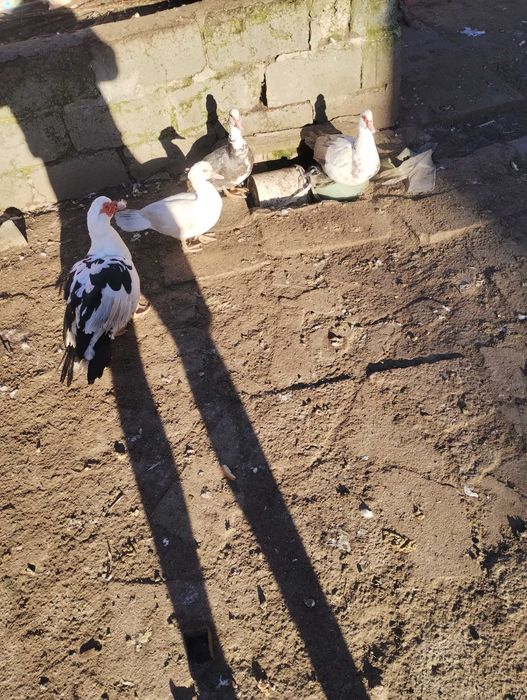 Sprzedam kaczki francuskie