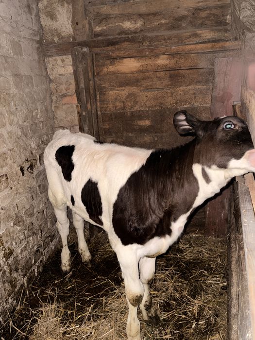 Телиця голд штен  3 місяці