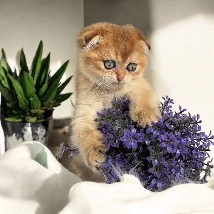 Хлопчик золота шиншила