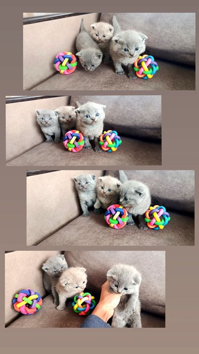 Продам шотланські висловухі кошенята