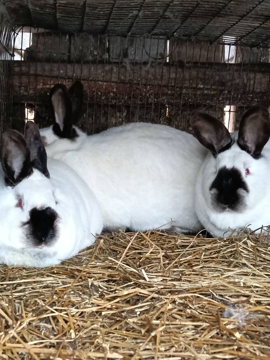 Каліфорнійці кролики уважно читайте опис