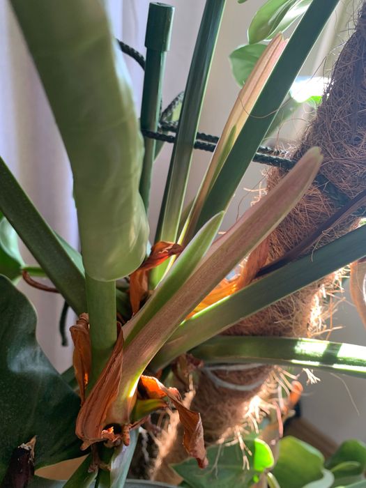 Duży filodendron na paliku, często kwitnie