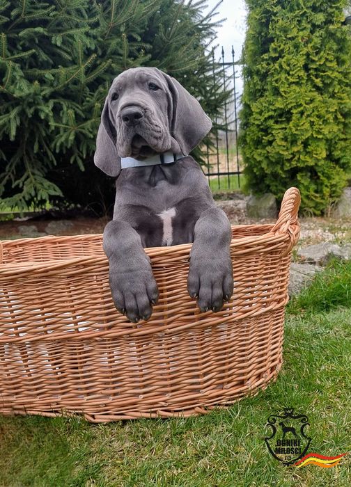 Szczenię, dog niemiecki błękitny