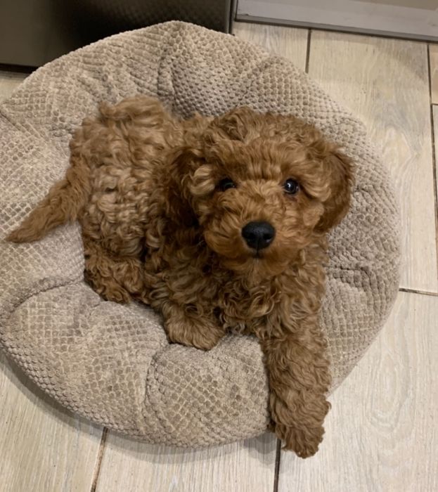 Той пудель хлопчик