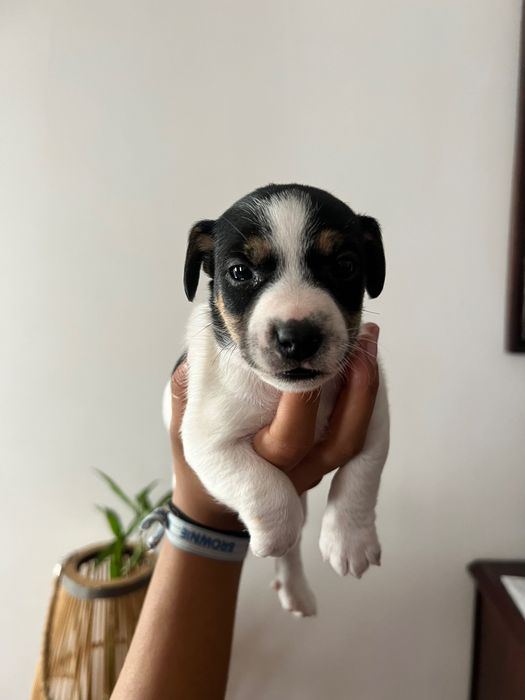 Macho Jack Russel