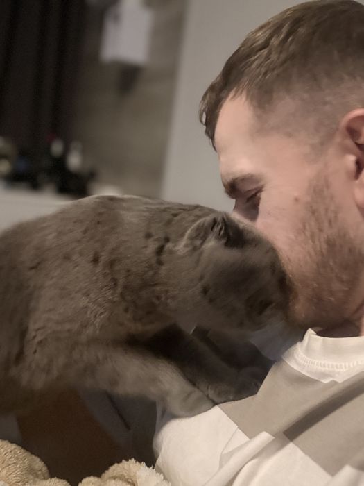 Домашня перетримка собак та котів, зооняня,