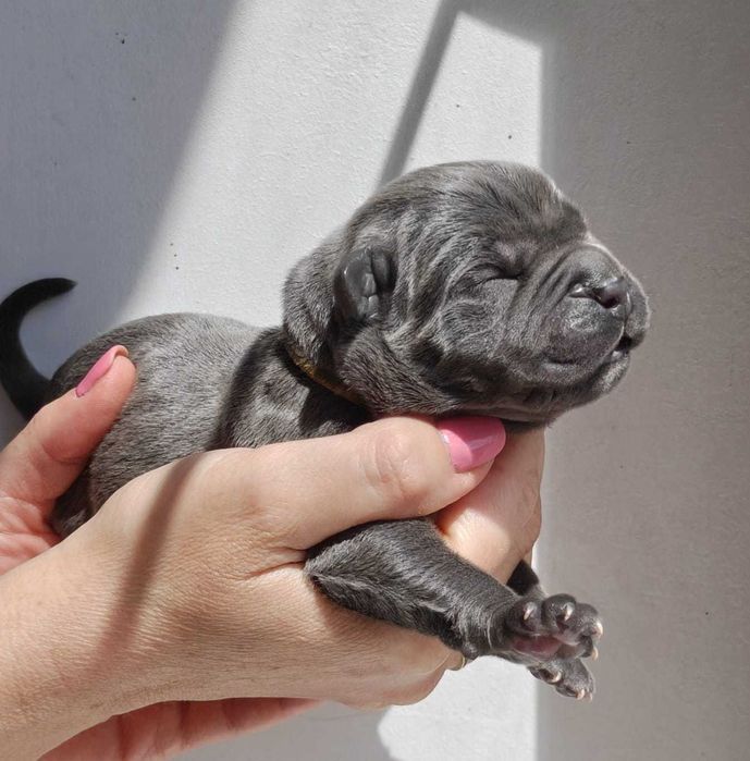 Szary Samiec Cane Corso / ZKwP / FCI