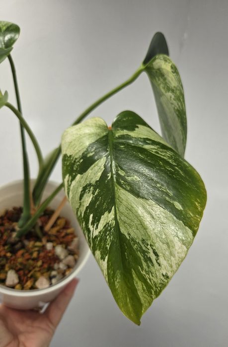 Monstera Jungle Minty  - oryginalna roślina z Tajlandii.