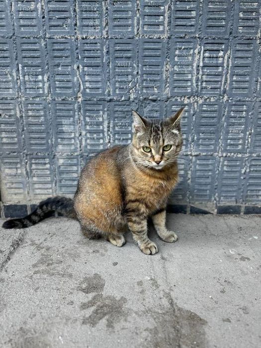 Отдам кошку лесного окраса, стерилизована