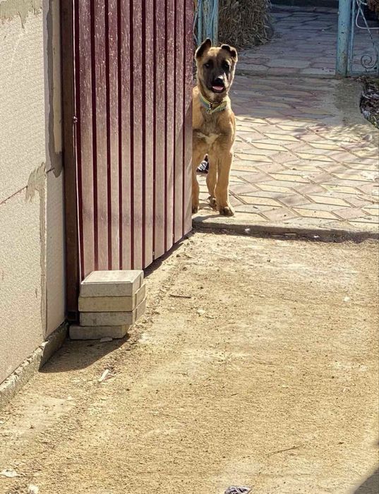 Продам щенка бельгийськой овчарки