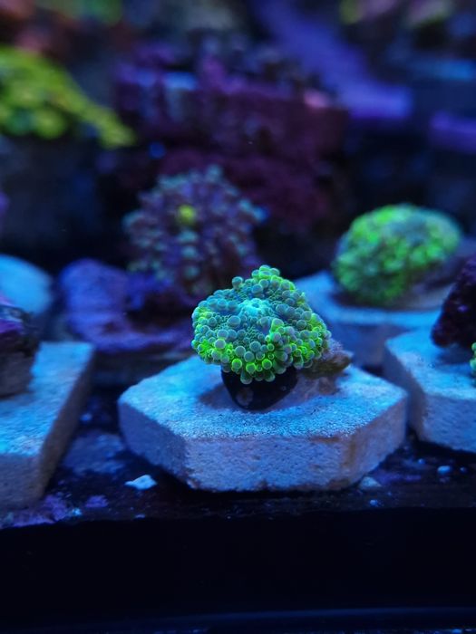 Ricordias yumma corais agua salgada