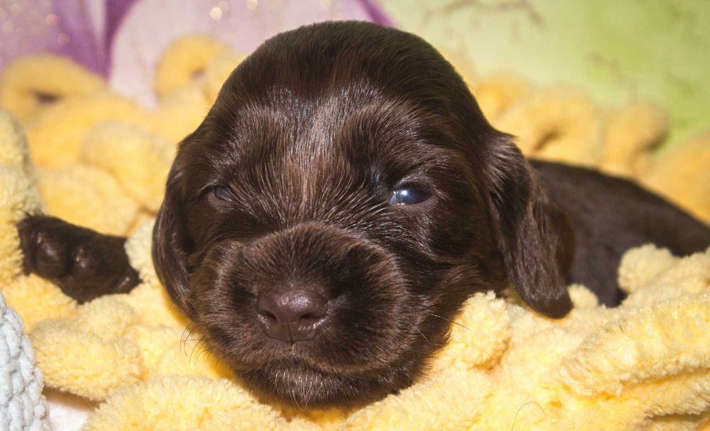 Щенки (цуценята) английского кокер спаниеля редкого шоколадного окраса