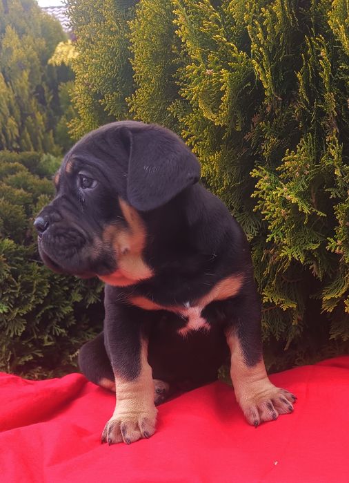 Piękny pies Cane Corso sprzedam