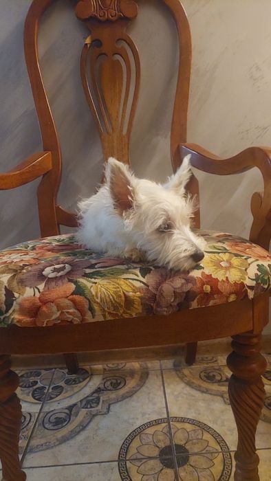 West Highland White Terrier