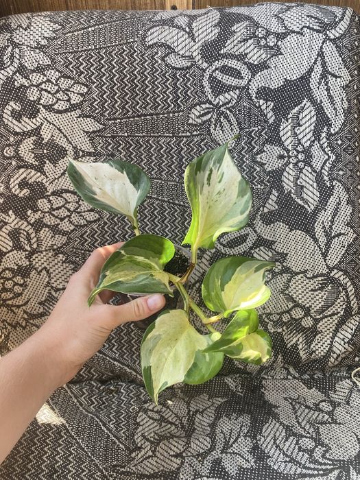 Епіпремнум Хеппі Ліф, Epipremnum Happy Leaf