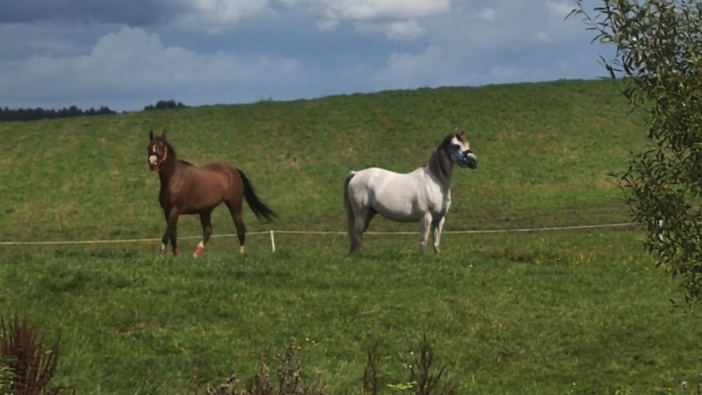 Nawóz koński obornik