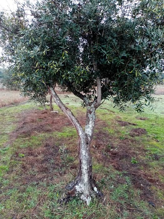 Oliveiras adultas