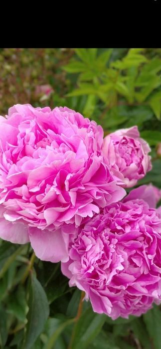 Пионы  5 расцветок