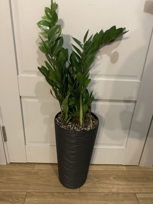 Заміокулькас висота   1  м  На подарок