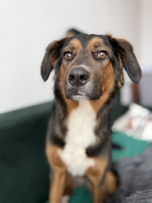 Oddam energiczna  10 miesięczna suczkę