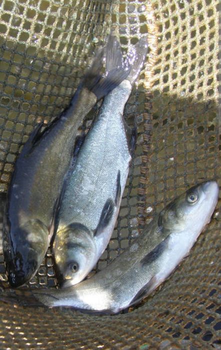 Narybek Karp Amur Tołpyga Lin Jesiotr Karaś Ryby do stawów