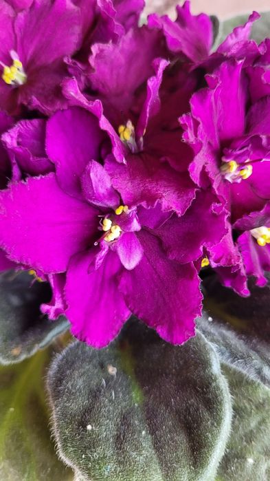 Продам  фіалки !