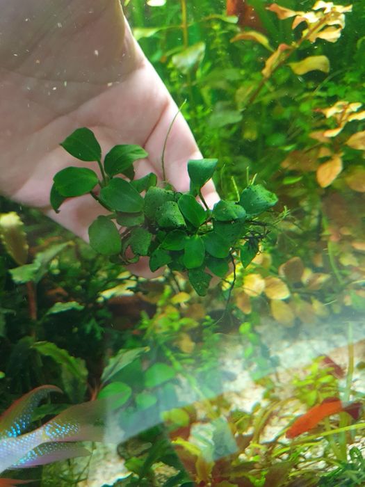 Anubias roślina podwodna.