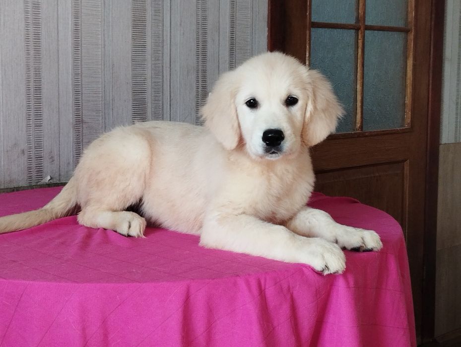 Дівчинка золотистого ретрівера шукає родину.