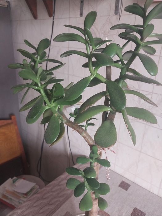 Китайська роза або гiбiскус.