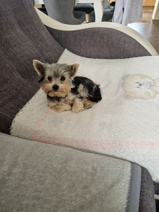 Yorkshire Terrier Malutki Piesek szuka kochającej rodzinki :-)