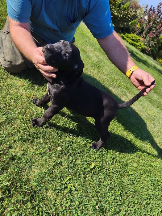 Cane Corso piękny piesek