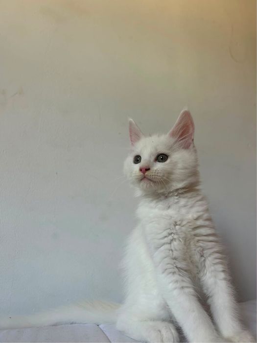 Gatinho maine coon