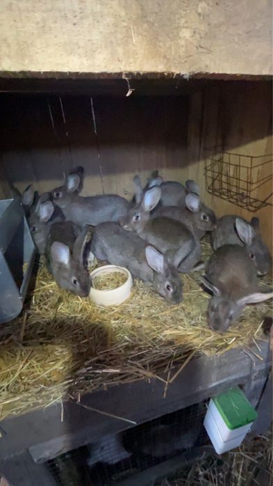 Młode króliki mieszańce