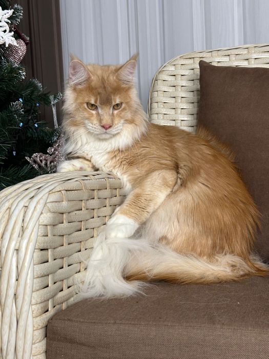 Harvey- Kocurek Maine Coon