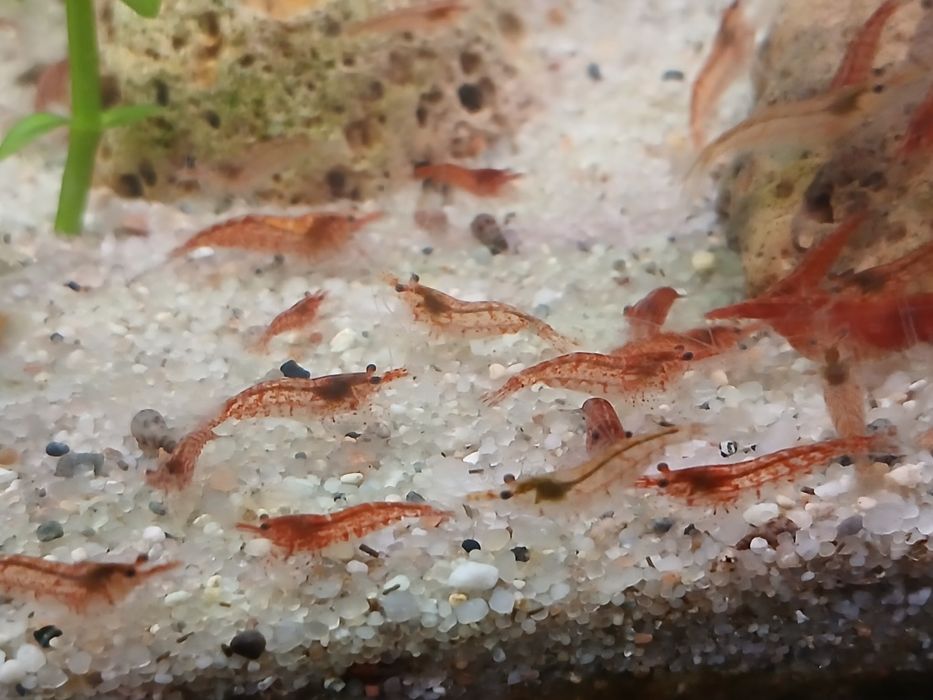 Krewetki do akwarium
