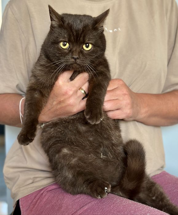 Kotka brytyjska czekoladowa FPL / FIFe