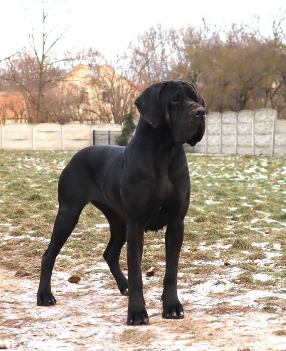 Suka Dog Niemiecki hodowla La Componella FCI suka bardzo mocna ZKwP
