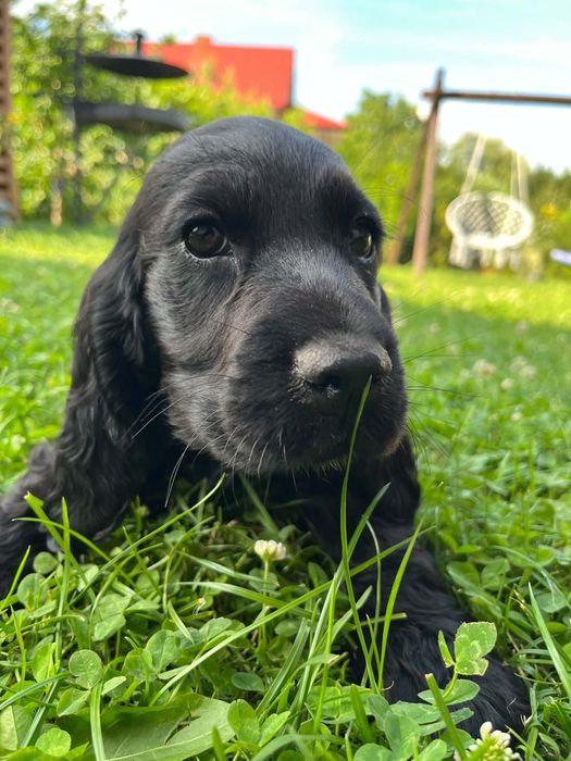 Cocker Spaniel Angielski
