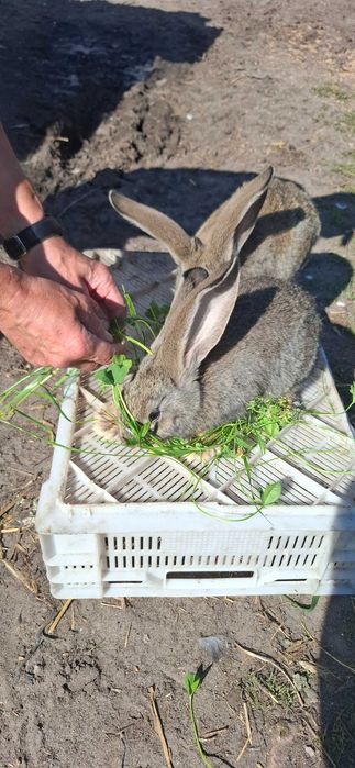 Sprzedam króliki