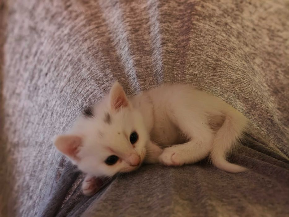 Віддам котенят у хороші руки