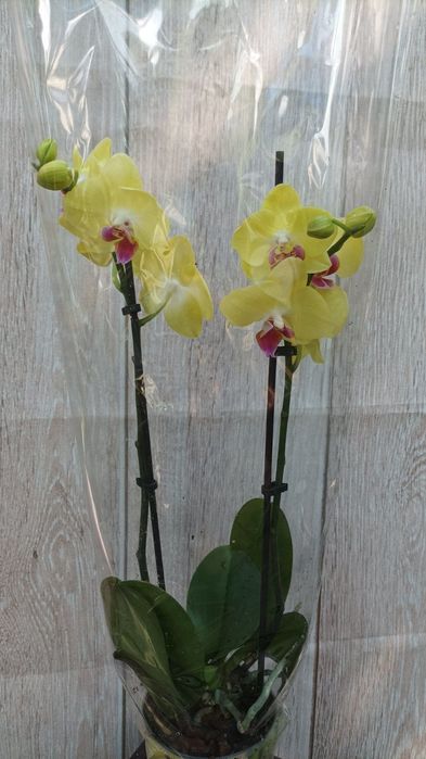 Подростки и взрослые  орхидей