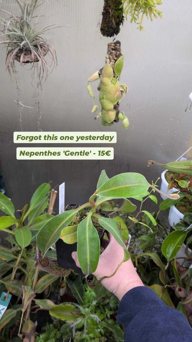 Plantas carnívoras - várias espécies