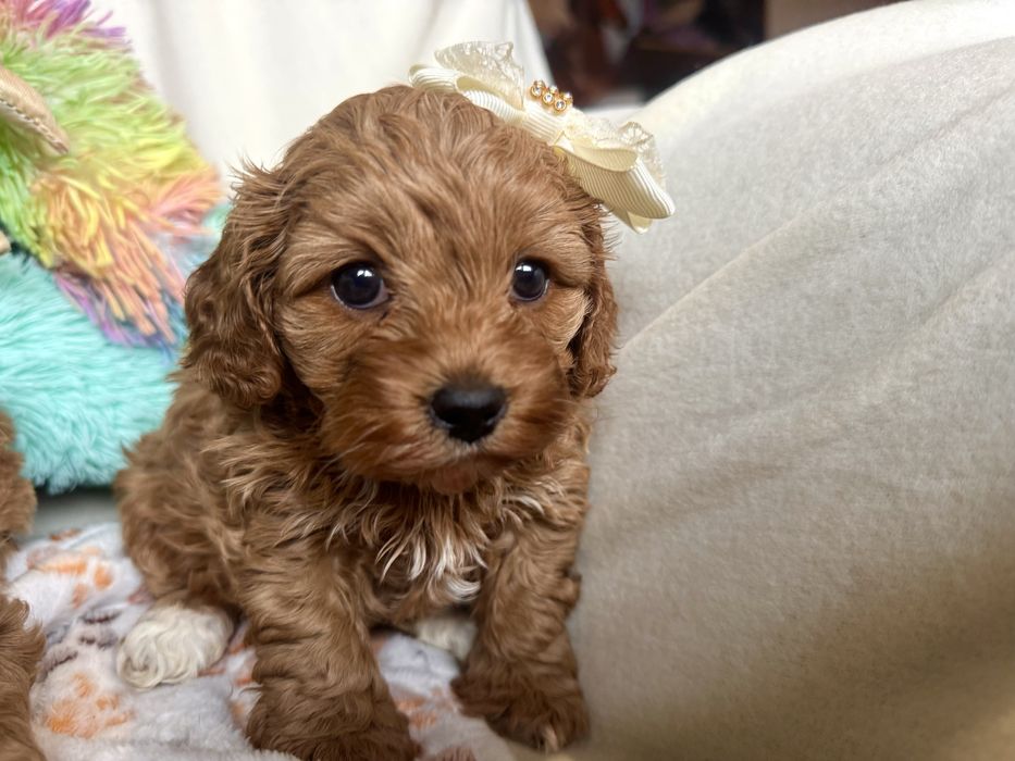 Cavapoo szczebiak nie cavalier nie pudel
