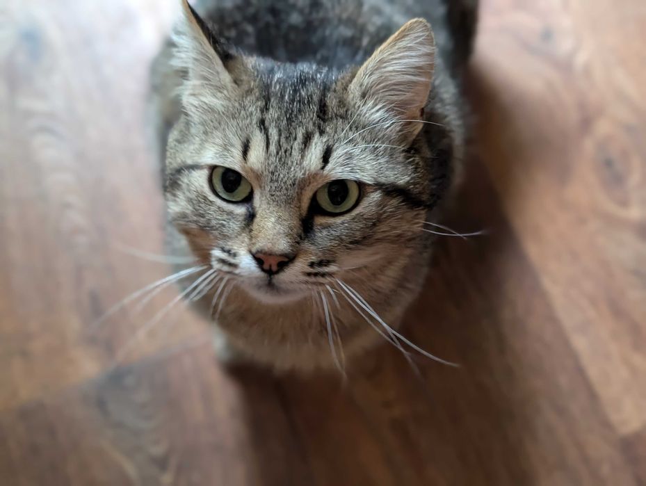 Ласкавий котик шукає сім'ю!