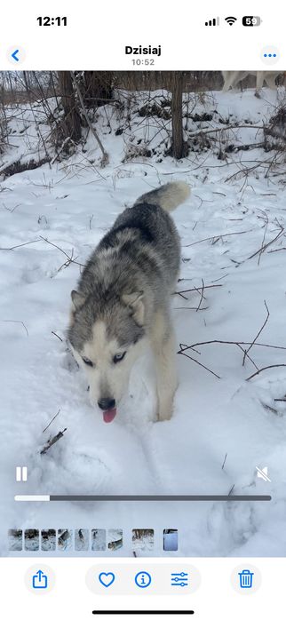 Husky syberian suczka