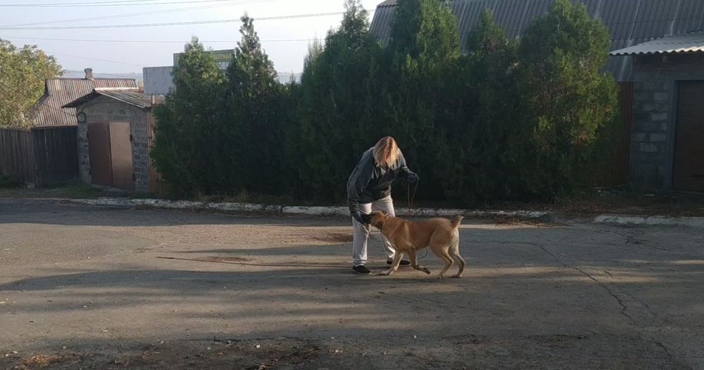 Дрессировка. Индивидуальные занятия.